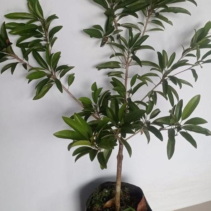 BIBIT SAWO HASIL KONDISI SUDAH BERBUNGA DAN BERBUAH