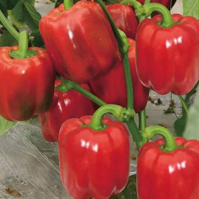 tanaman cabe paprika/bibit tanaman paprika