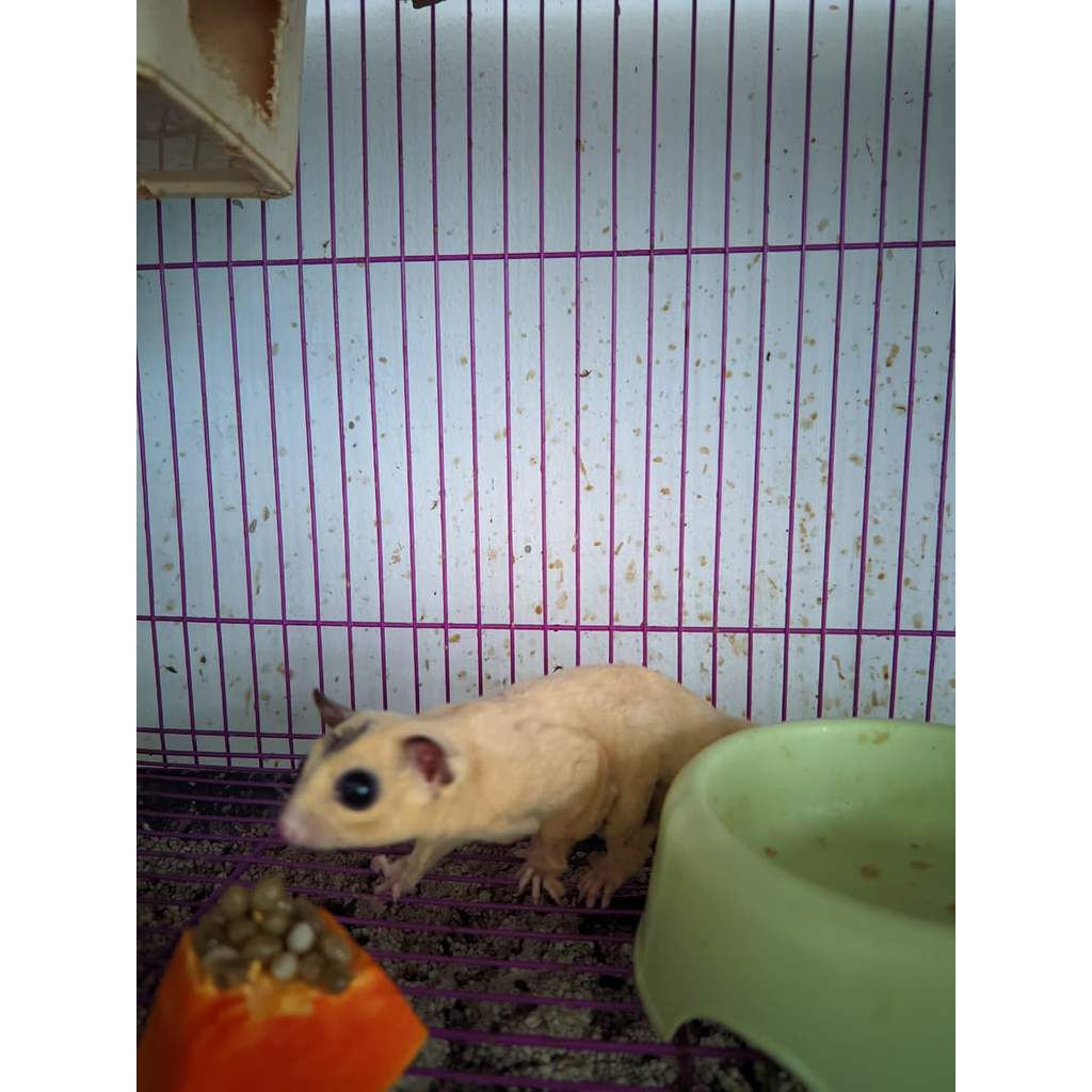 Sugar glider jinak sepasang indukan produktf