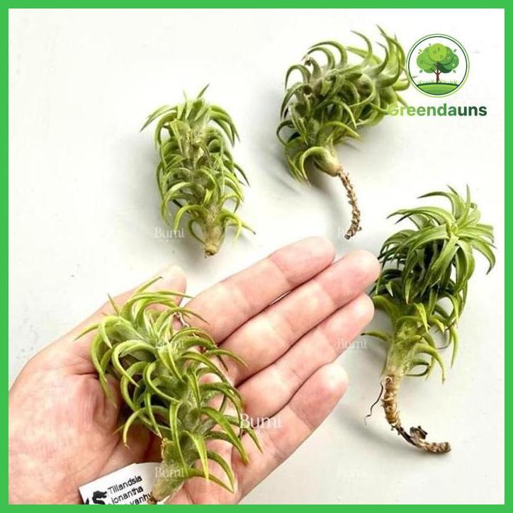TILLANDSIA IONANTHA VAR. VANHYNINGII - ANGGREK BAHAGIA AIR PLANTS TANAMAN UDARA ORCHIDS TAMAN TANAMA