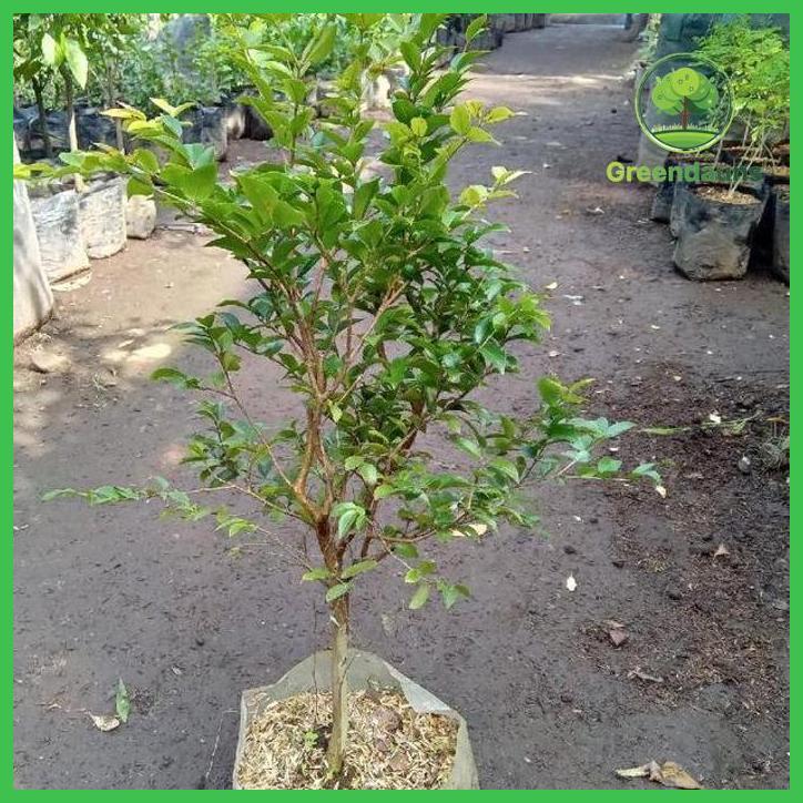 BIBIT TANAMAN POHON ANGGUR BRAZIL TAMAN TANAMANA BIBIT PEKARANGAN HIASAN BUAH BUNGA
