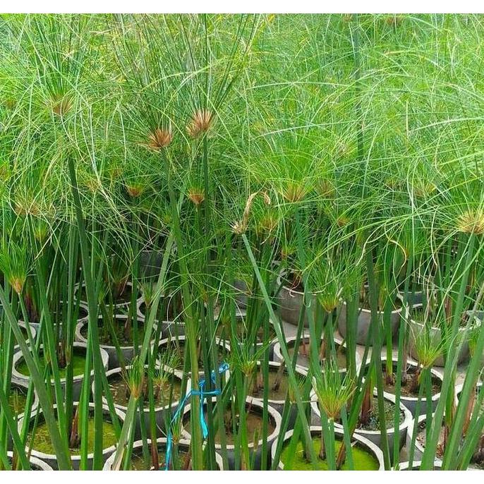 New- Tanaman air draw papyrus giant