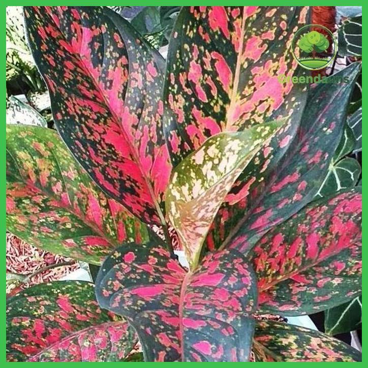 AGLO76-AGLONEMA RED VENUS BISA COD DAN GRATIS ONGKIR TAMAN TANAMANA BIBIT PEKARANGAN HIASAN BUAH BUN