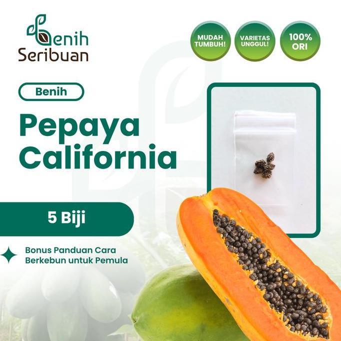 5 Benih Pepaya California F1 Hibrida Bibit Buah Calina IPB Unggul