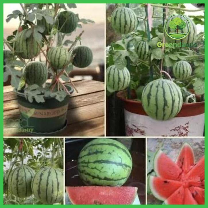 BENIH SEMANGKA MINI GULA BATU MANIS, SEGAR & CEPAT PANEN A1 TAMAN TANAMANA BIBIT PEKARANGAN HIASAN B