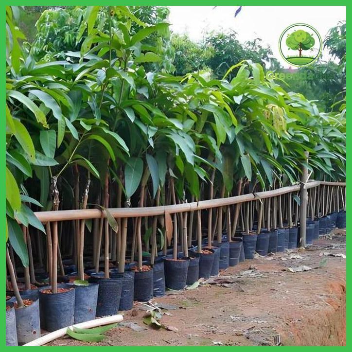 BIBIT MANGGA MAHATIR BERBUAH LEBAT MUDAH TUMBUH HASIL CANGKOK STEK PERTANIAN MANGGA VARIETAS UNGGULA