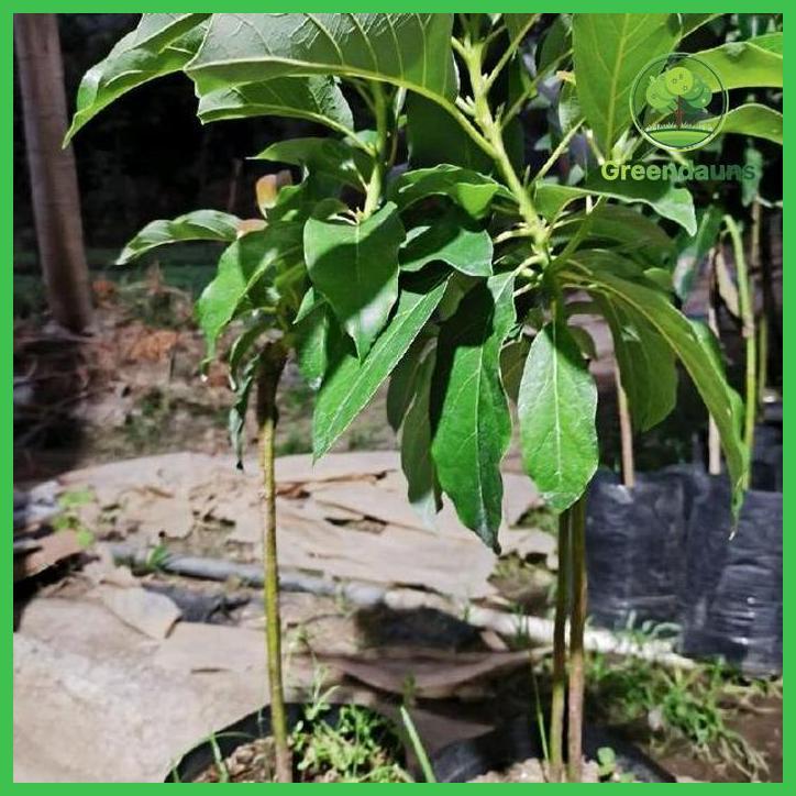 BIBIT ALPUKAT JENIS MIKI,MARKUS,ALIGATOR,HASIL OKULASI CEPAT BERBUAH(1PAKET ISI 2BIBIT) TAMAN TANAMA