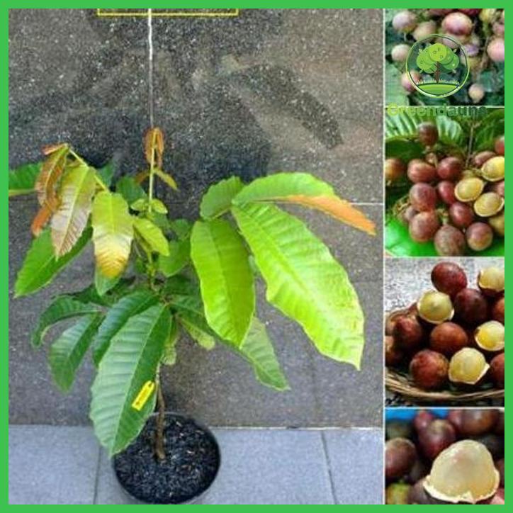 BIBIT BUAH MATOA HASIL OKULASI TAMAN TANAMANA BIBIT PEKARANGAN HIASAN BUAH BUNGA