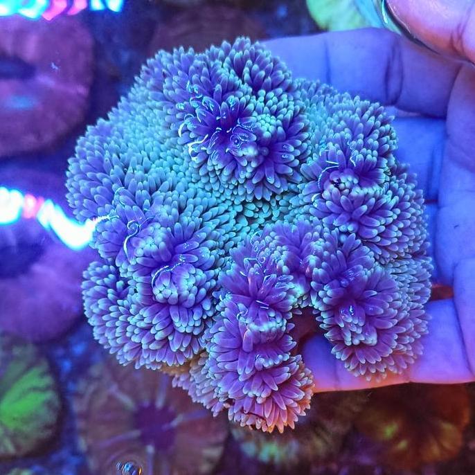 anemon karpet carpet aquarium laut rumah nemo