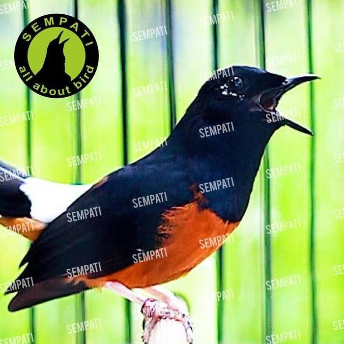 Pakan Venom Gold Voer Pur Burung Murai Cucak Ijo Kacer Anis Vur F1 Kibasari Kuning Pakan Burung Kica
