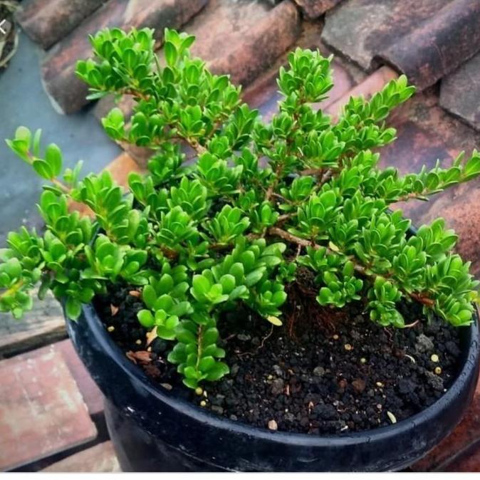 Best- benih biji santigi MAWAR SUPER micro