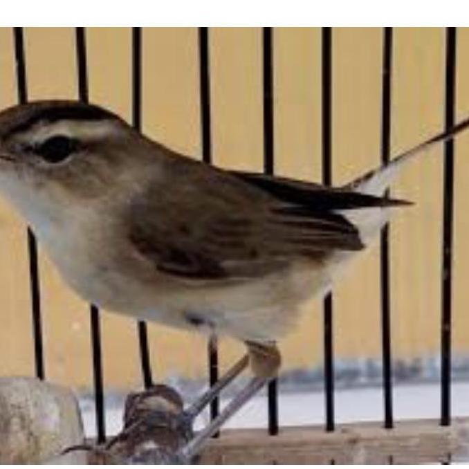 promo Burung kerak basi alis hitam pilihan jnt terlaris