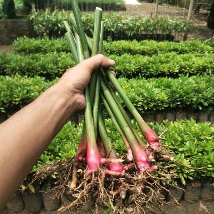 Grdn- Bibit Kapulaga Siap Tanam Lokal Jawa Indonesia Super
