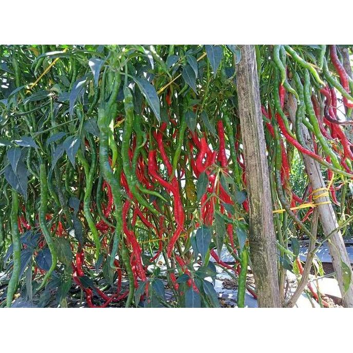Grdn- Benih Cabe Merah Keriting Tinggi 2 Meter Lokal Legum 10 Gram - Cmk Lokal Legum - Bibit Cabai S