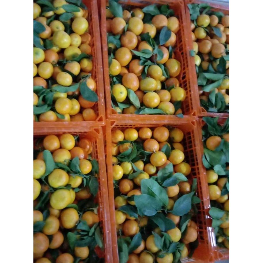 Fruxi- Buah Jeruk Kecil Santang Madu Birma Manis Imlek Sincia Shantang