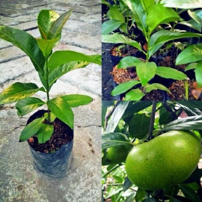 Grdn- Benih Black Sapote Cepat Berbuah