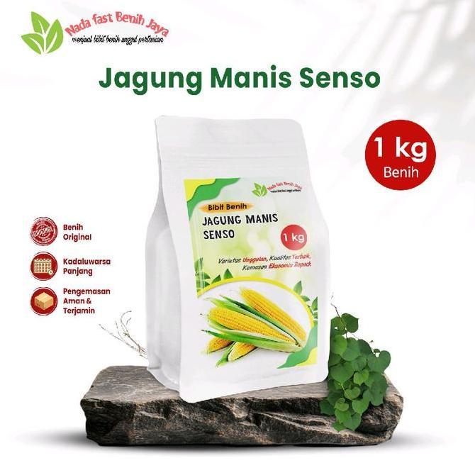 Grdn- 1 Kg Benih Jagung Manis Senso / Bibit Jagung Manis  Tanaman