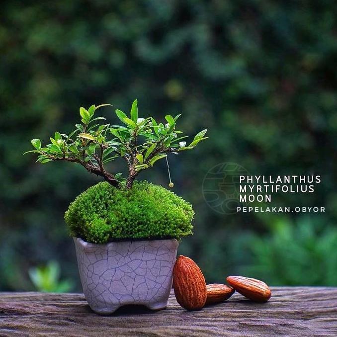 SIAPKIRIM Bonsai Mini Shito Cendrawasih ro Siap Pajang Berbunga NATURAL Karakter GRATISS POT DAN MOS