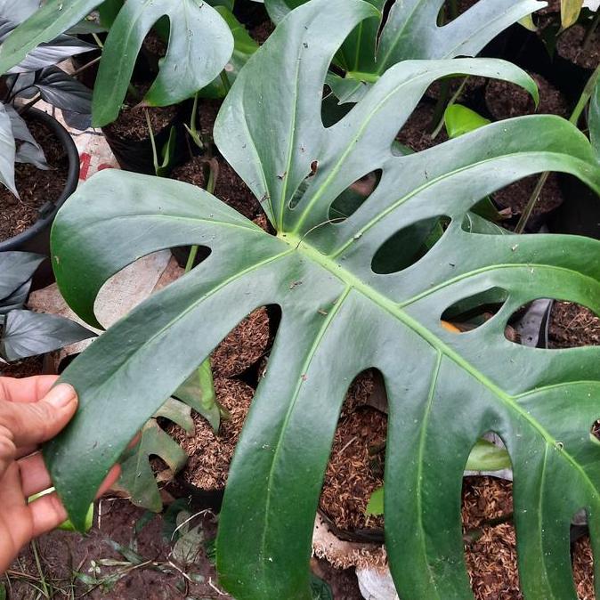 DISKON TAAN MONSTERA CIOSA KING 1 DAUN TUNAS READY STOCK