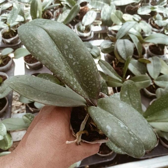 Expert- Remaja Anggrek Bulan Phalaenopsis Hybrid Warna Koleksi Bibit Bunga