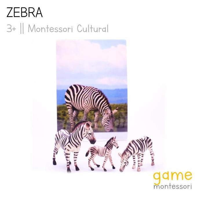 Expert- Montessori Cultural Wild Animal Zebra