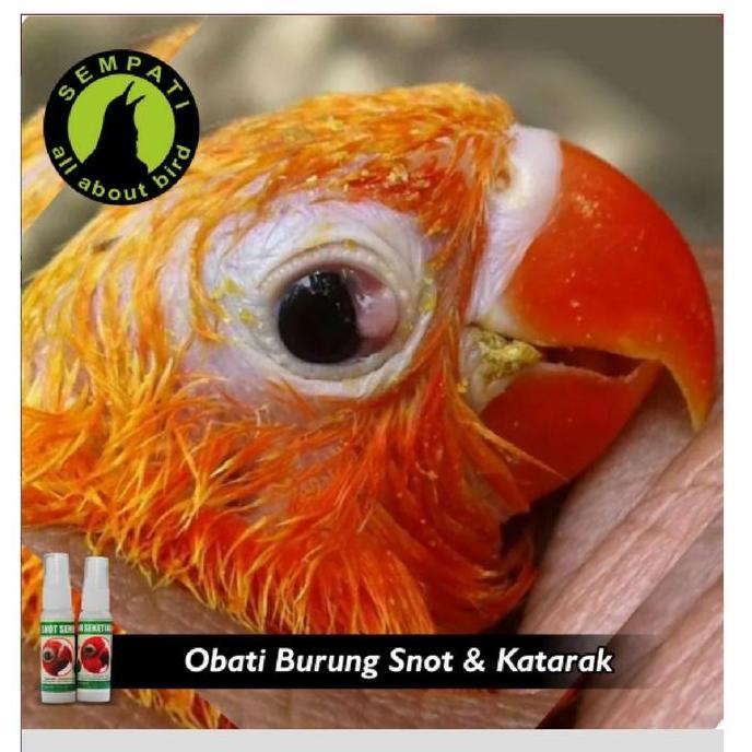 Britis- G014036 Snot Sembuh Seketika Merek Sempati Obat Sakit Mata Katarak