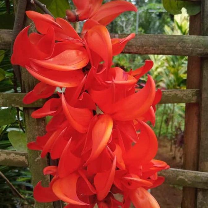 Plnt- Flame Of Irian & Bibit Tnaman Flame Of Irian