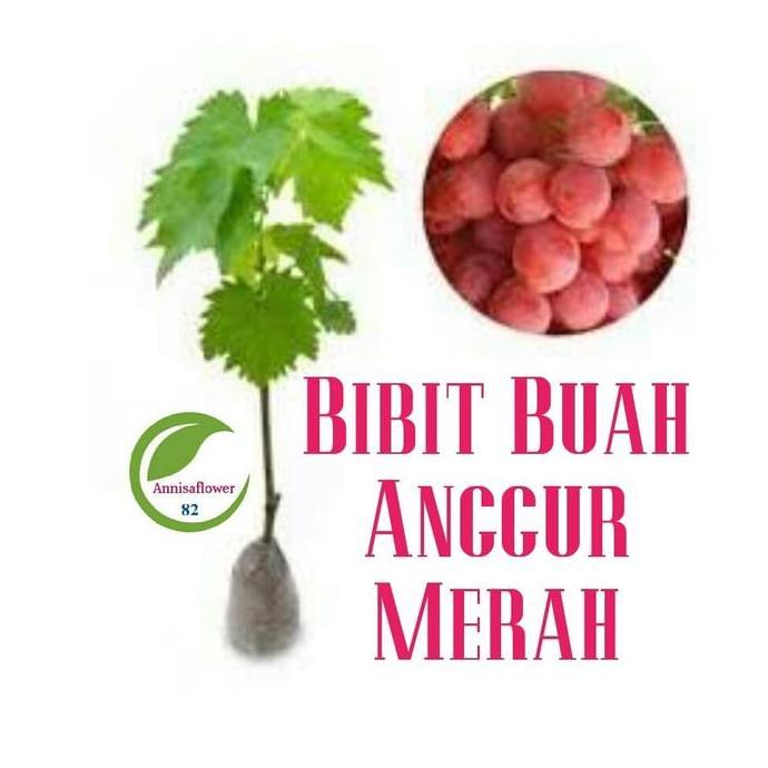 Bibit Buah Nggur Merah /Pohon Buah Anggur Merah JAMIN HALAL