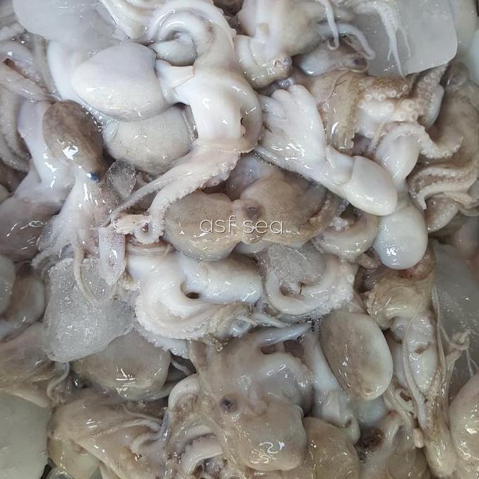 Baby octopus / baby gurita frozen
