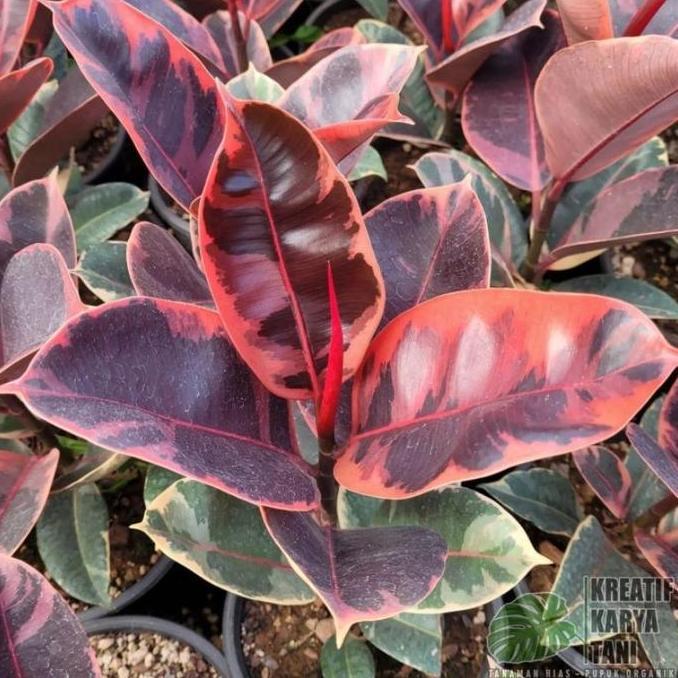 Tanaman Hias Ficus Elastica Ruby - Ficus Elastica Ruby