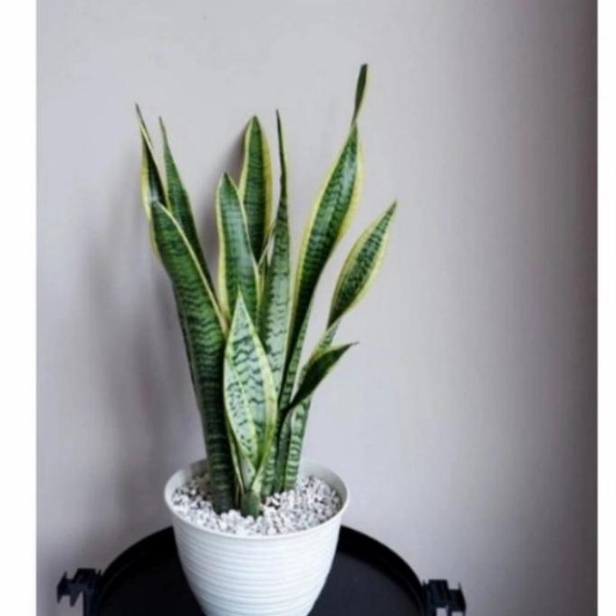 Tanaman Lidah Mertua Panjang Rimbun + Pot Putih