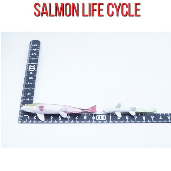 KORI Salmon Fish Life Growth Cycle Siklus Hidup Ikan Salmon Salem Figure Binatang Miniature Hewan An
