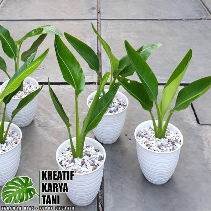 Tanaman Hias Pisang Kipas / Tanaman Pisang Kipas