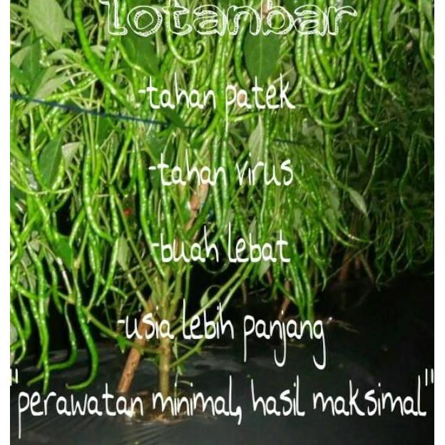 Benih Cabe Unggul Lotanbar Toleran Paten Antraknosa