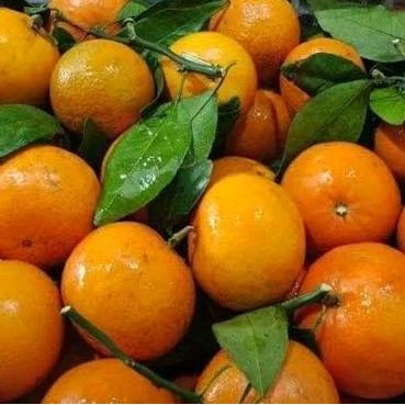 Jeruk Mandarin Murcot Honey Manis segar Buah