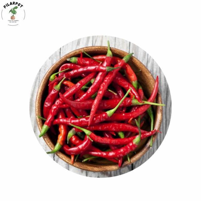 benih bibit cabe keriting PM 999 F1 cap panah merah - CABAI PM 999 F1