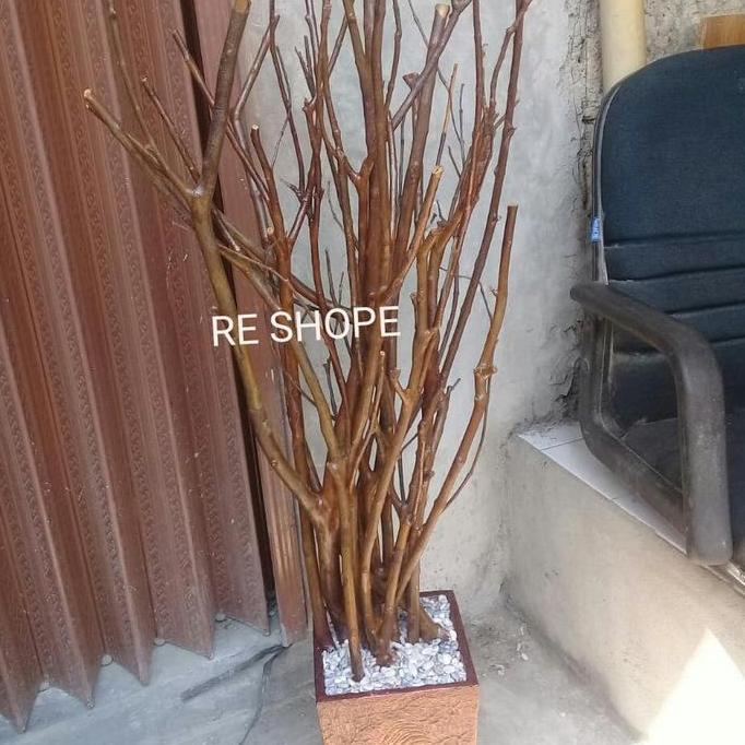 Pohon Ranting Kayu jambu Asli 120cm