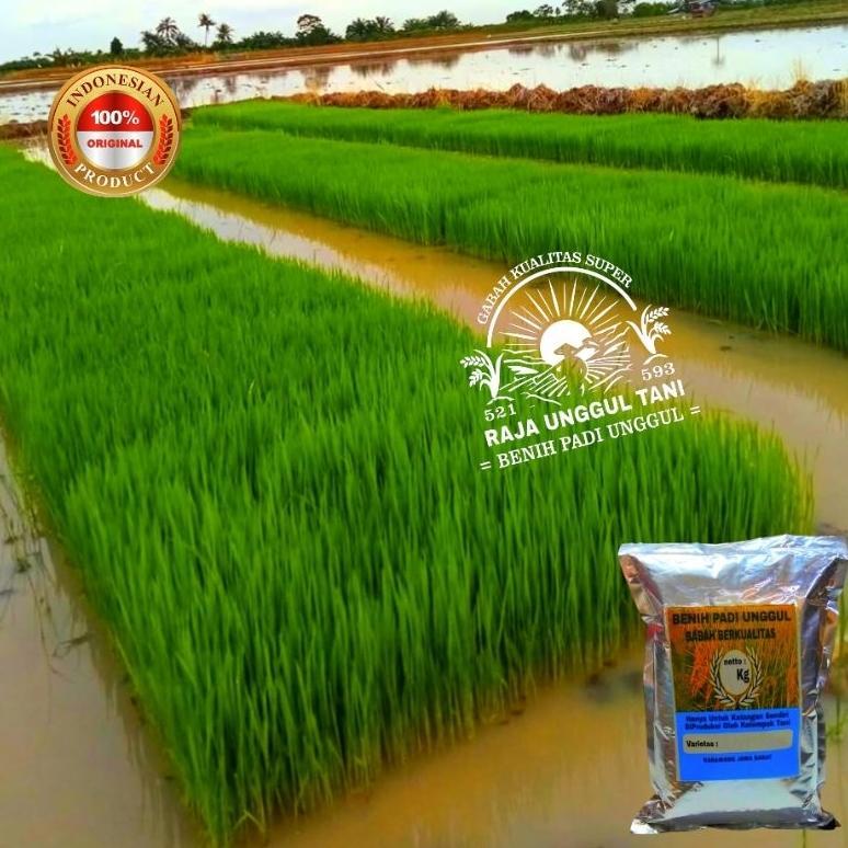 Bisa Cod Benih Bibit Padi Unggul 1Kg Super Genjah Hibrida Sterling Gabah Berkualitas >>