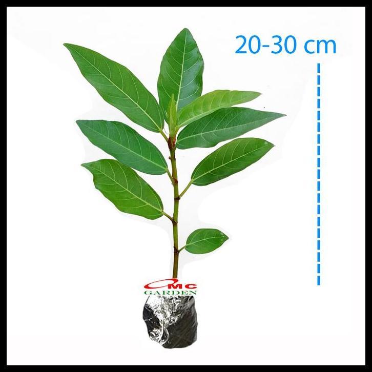 DISKON BIBIT POHON LOA BAHAN BONSAI MAME FICUS RACEMOSA TANAMAN PENEDUH 2030 