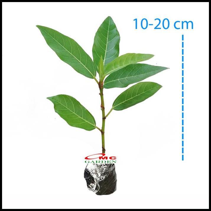 GRATIS ONGKIR BIBIT POHON LOA BAHAN BONSAI MAME FICUS RACEMOSA TANAMAN PENEDUH 1020 
