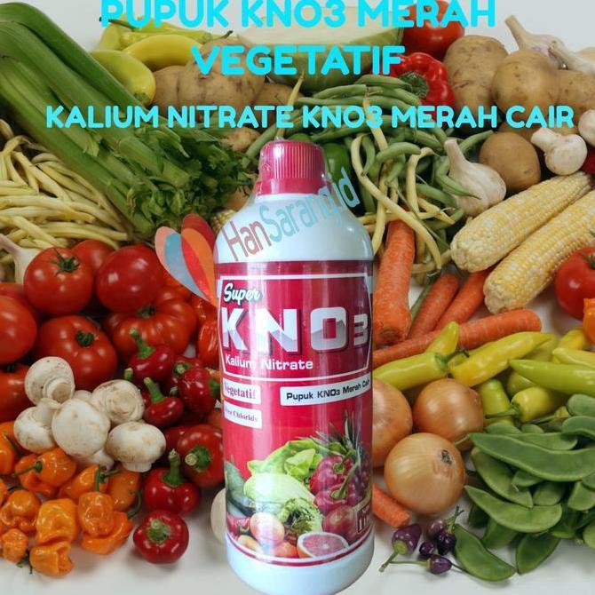 Kno Merah Cair Pupuk Masa Vegetatif Pertumbuhan Kno 3 Kalium Nitrate