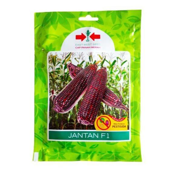 }}}}}}] Benih Bibit Jagung Pulut Ketan Ungu Jantan F1 200 Biji Panah Merah