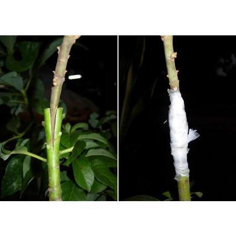 Plastik Okulasi Pe 02 Grafting Plastik Pe02 Sambung Pucuk Sisip Okulasi Tanaman Plastik Pe 02 Lebar 