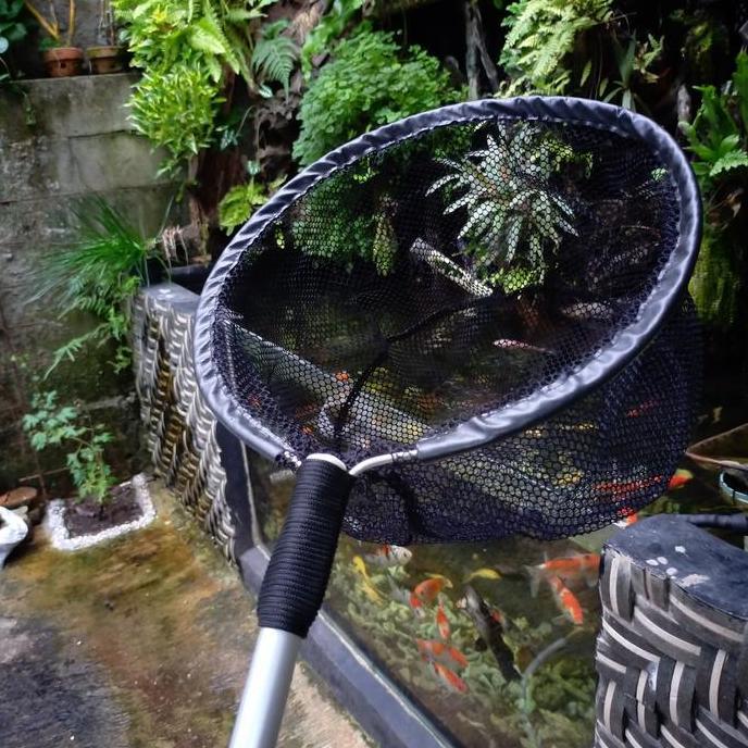 seser ikan koi besar serokan ikan besar kolam