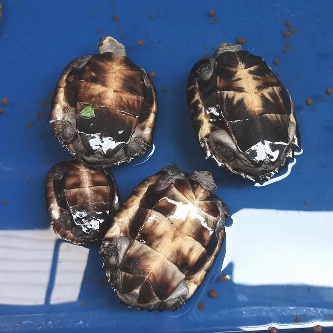 Hiasan Kura Piput size baby - medium