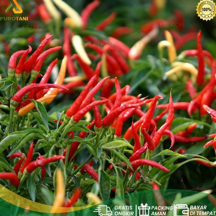 Jaring 1 Roll Ikan Waring Hitam Single Pagar Dan Kerambah Kolam Tanaman