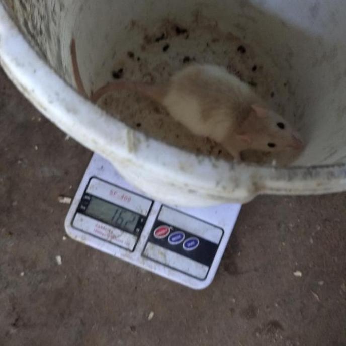 tikus putih rat afkir kecil