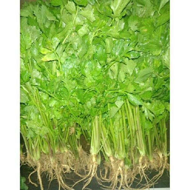 Seledri 1 kg