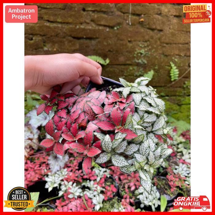 Original Fittonia Mix (Minima + White Forest Flame)