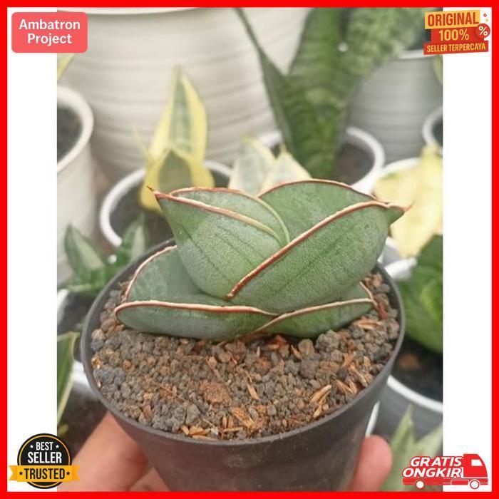 Terlaris Sansevieria Banana